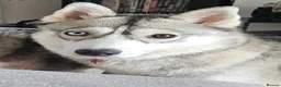 Siberian Husky dogs for sale: Sky, 19 month female Siberian Husky  in Maidstone - Advert 2