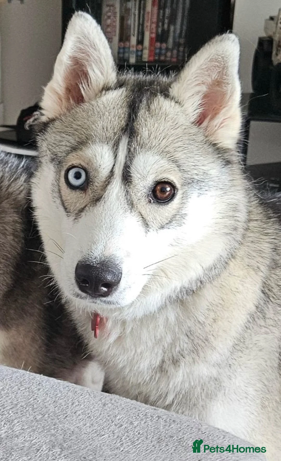 Siberian Husky dogs for sale: Sky, 19 month female Siberian Husky  in Maidstone - Advert 2