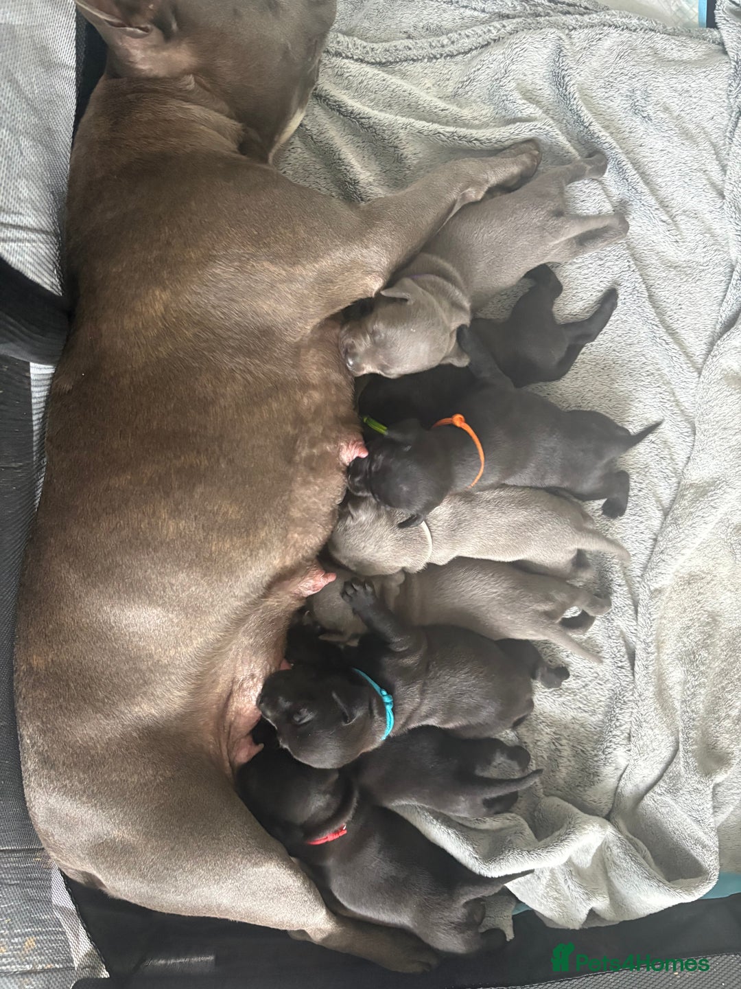 Staffordshire Bull Terrier dogs for sale: 8 Staffordshire Bull Terriers  - Image 1
