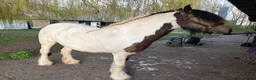Irish Cob horses for sale: Stunning mare cob  in Canvey Island - Advert 4