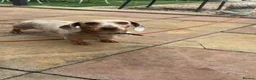 Dachshund dogs for sale: Silver Tan Dachshund puppies - Advert 2