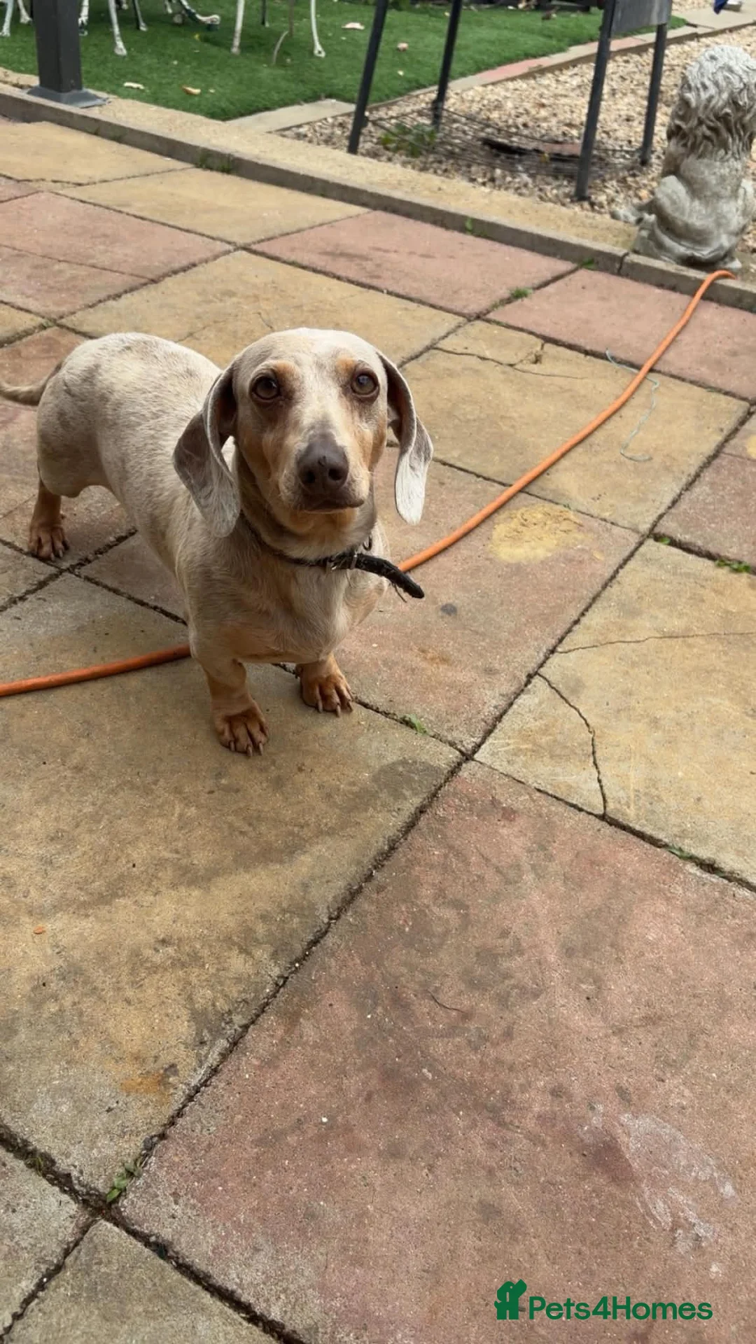 Dachshund dogs for sale: Silver Tan Dachshund puppies - Advert 2