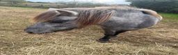 Shetland pony horses for sale: Beautiful Registered Grey Standard Shetland - Advert 4