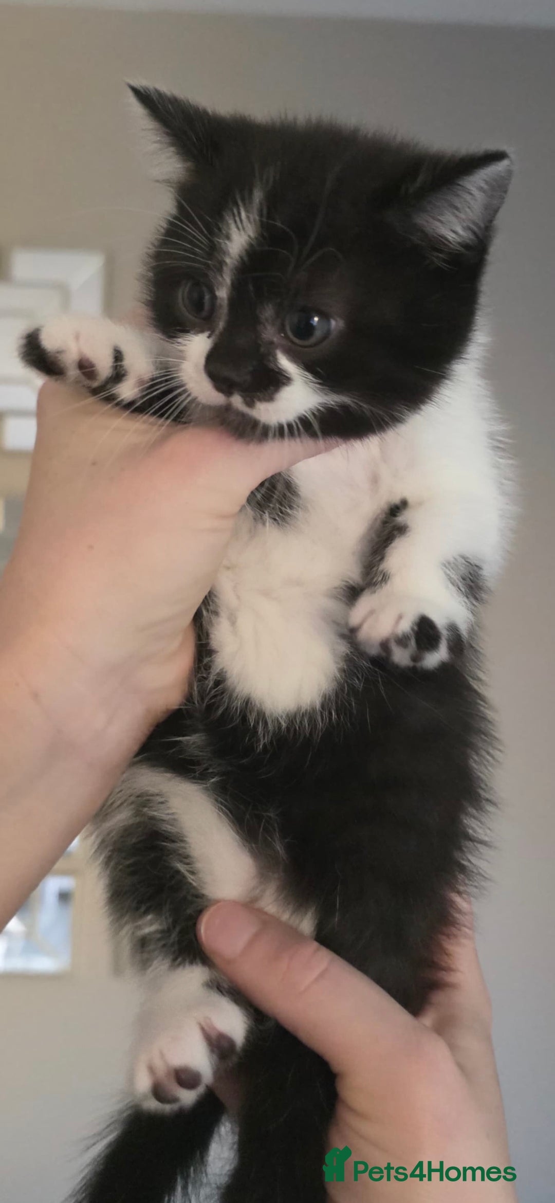 Mixed Breed cats for sale: Mum is a blue British shorthair  - Advert 5