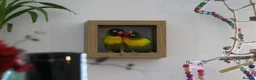 Lovebirds birds for sale: lovebirds needing rehomed in Shotts - Advert 2
