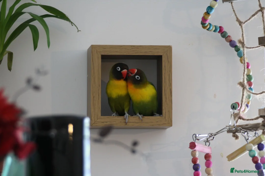 Lovebirds birds for sale: lovebirds needing rehomed in Shotts - Advert 2