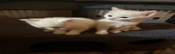 Mixed Breed cats for sale: 2 beautiful white kittens  in Horsham - Advert 4