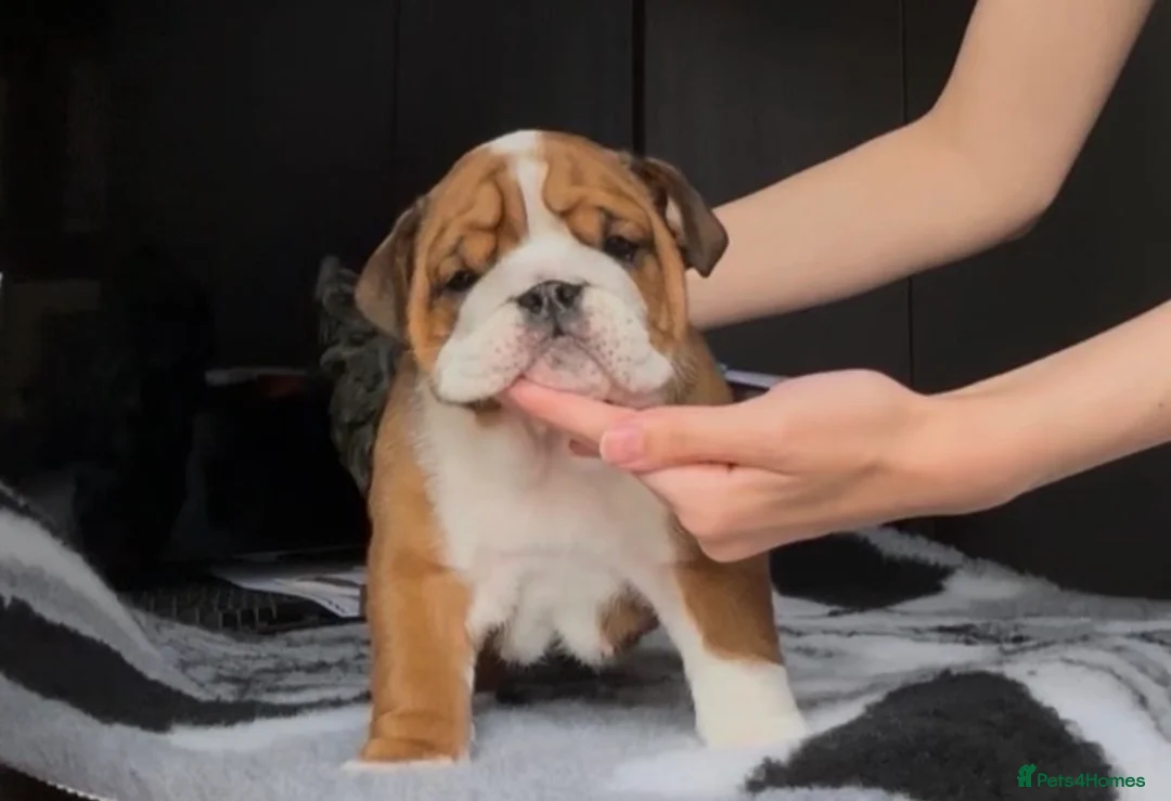 English Bulldog dogs for sale: MULTI CH sired english bulldog puppies in Watford - Advert 1