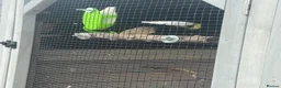 Finches birds for sale: This year baby zebra finches in Harlow - Advert 2