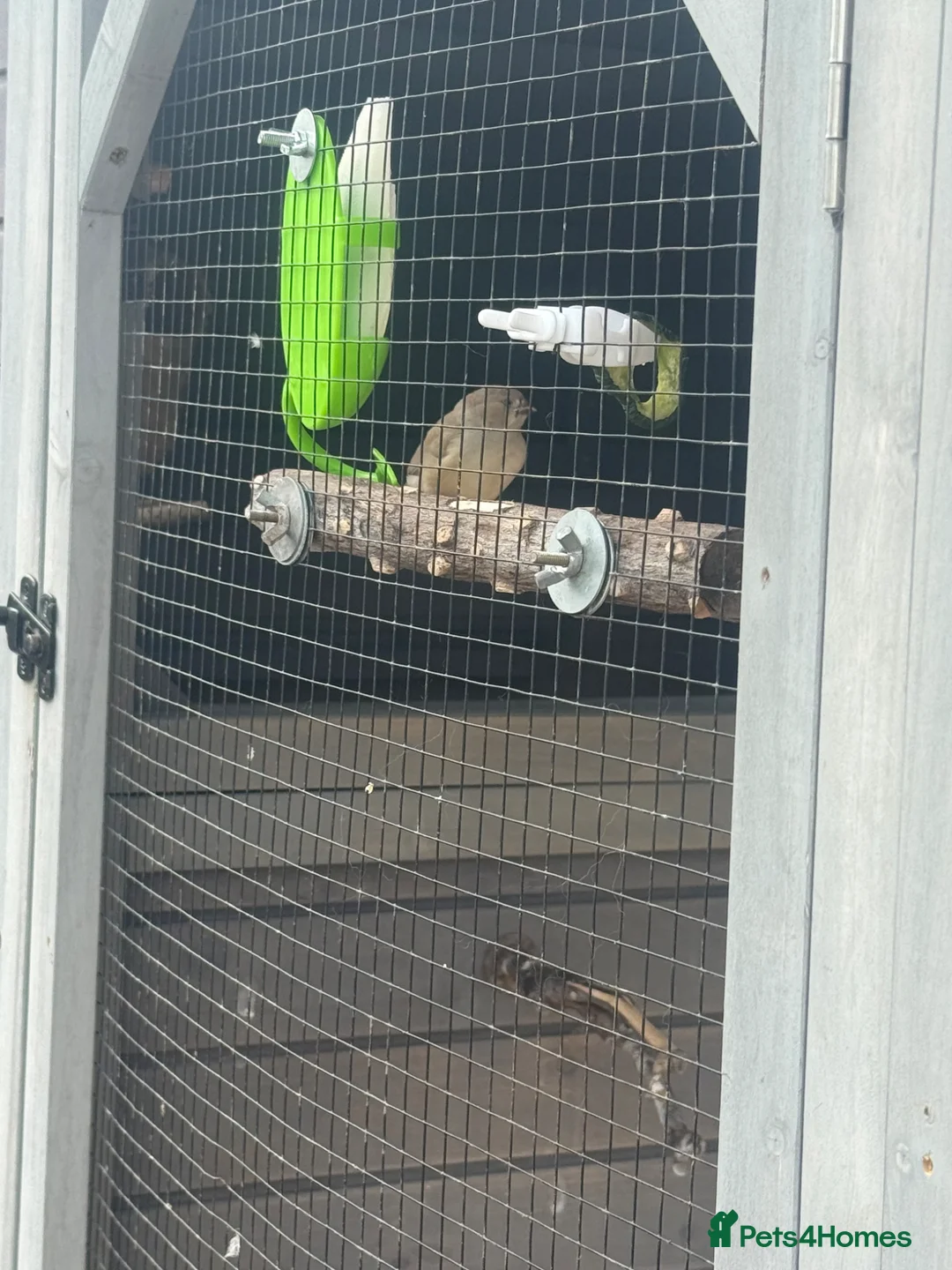 Finches birds for sale: This year baby zebra finches in Harlow - Advert 2