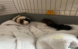 Guinea Pig rodents for sale: 2 baby guinea pigs  - Image 6