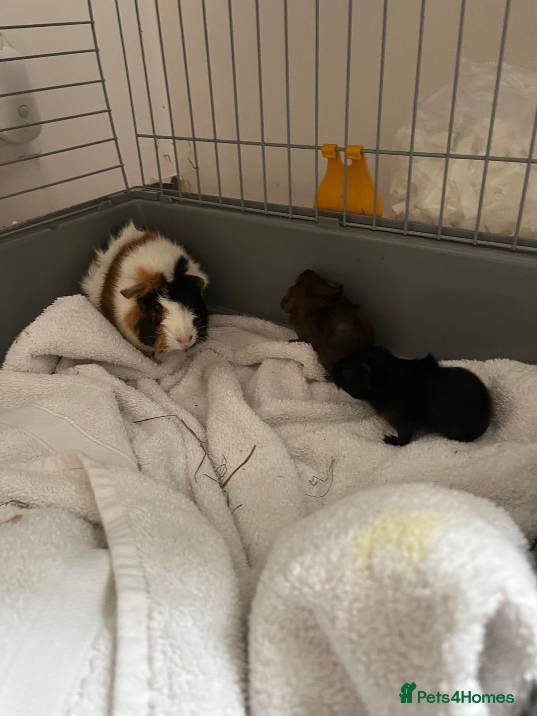Guinea Pig rodents for sale: 2 baby guinea pigs  - Image 6