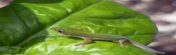 Gecko reptiles for sale: 🦎 Juvenile Gold dust day geckos🦎 - Advert 3