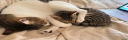 Mixed Breed cats for adoption: Muji & Sol - Affectionate & Chatty indoors pair - Advert 4
