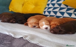 Cocker Spaniel dogs for stud: Champion Bred KC Cocker Spaniel & ALL Health Tests in Cranbrook - Image 15