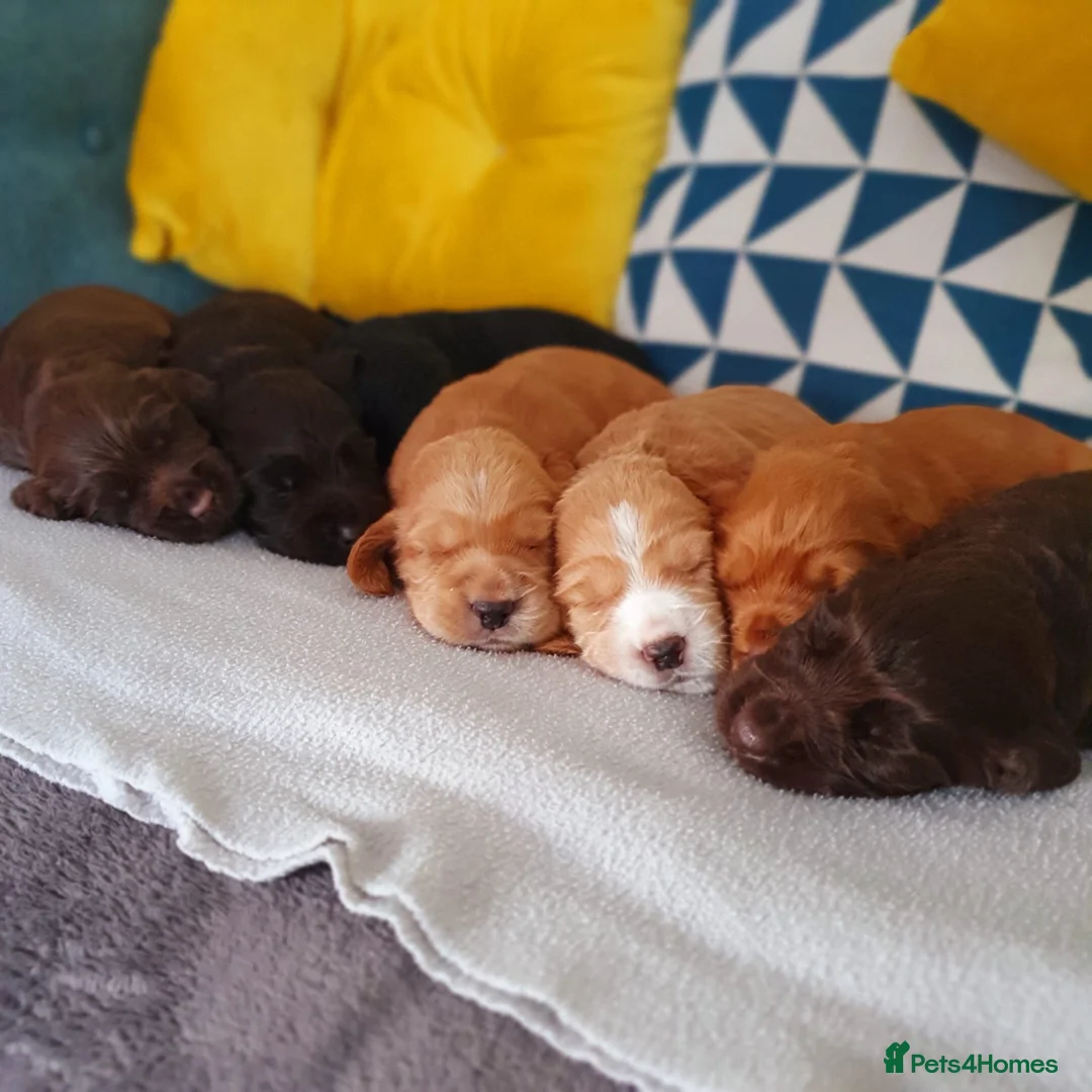 Cocker Spaniel dogs for stud: Champion Bred KC Cocker Spaniel & ALL Health Tests in Cranbrook - Advert 13