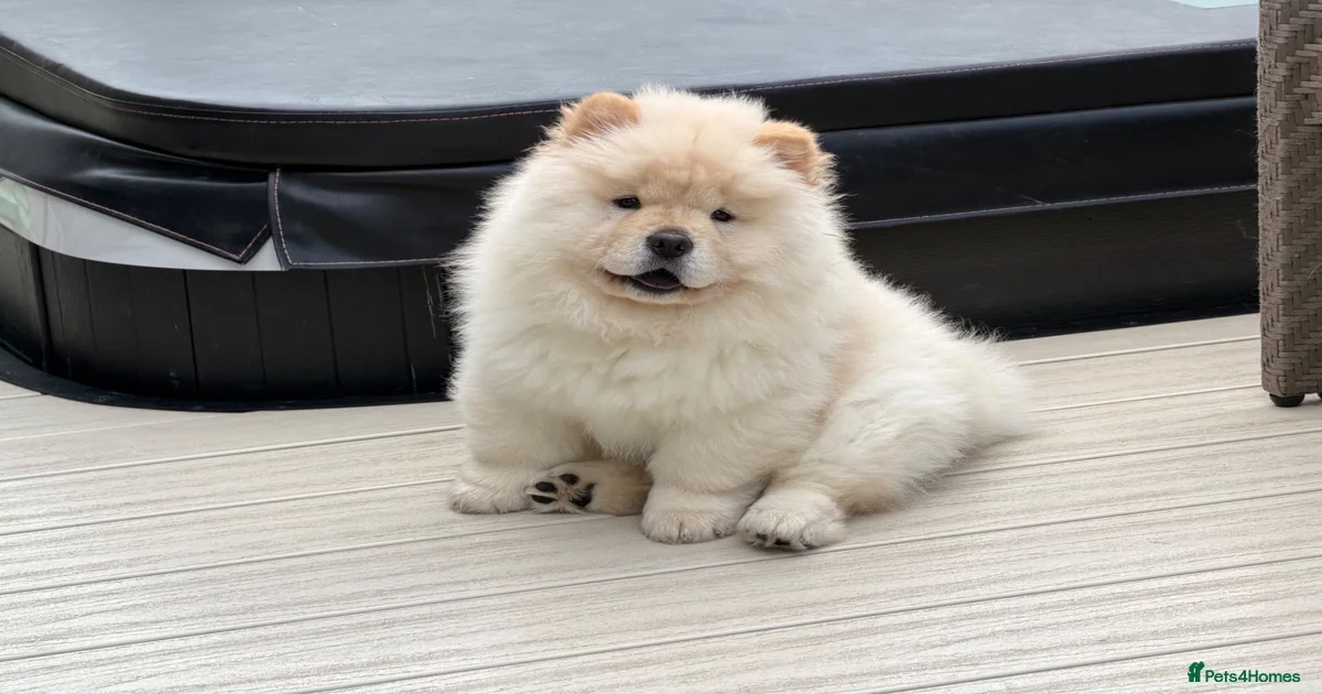 CHOWページ　rph c Colour Chow Chow Puppies for sale | Pets4Homes