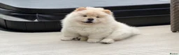 Chow Chow dogs for sale: Beautiful KC Registered Chow Chow Puppies  - Advert 1