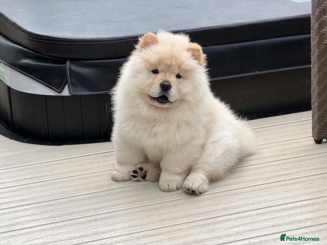 Chow Chow dogs for sale: Beautiful KC Registered Chow Chow Puppies  - Advert 1