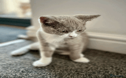 British Shorthair cats for sale: Male Lilac and white bicolour BSH  GCCF reg - Image 4