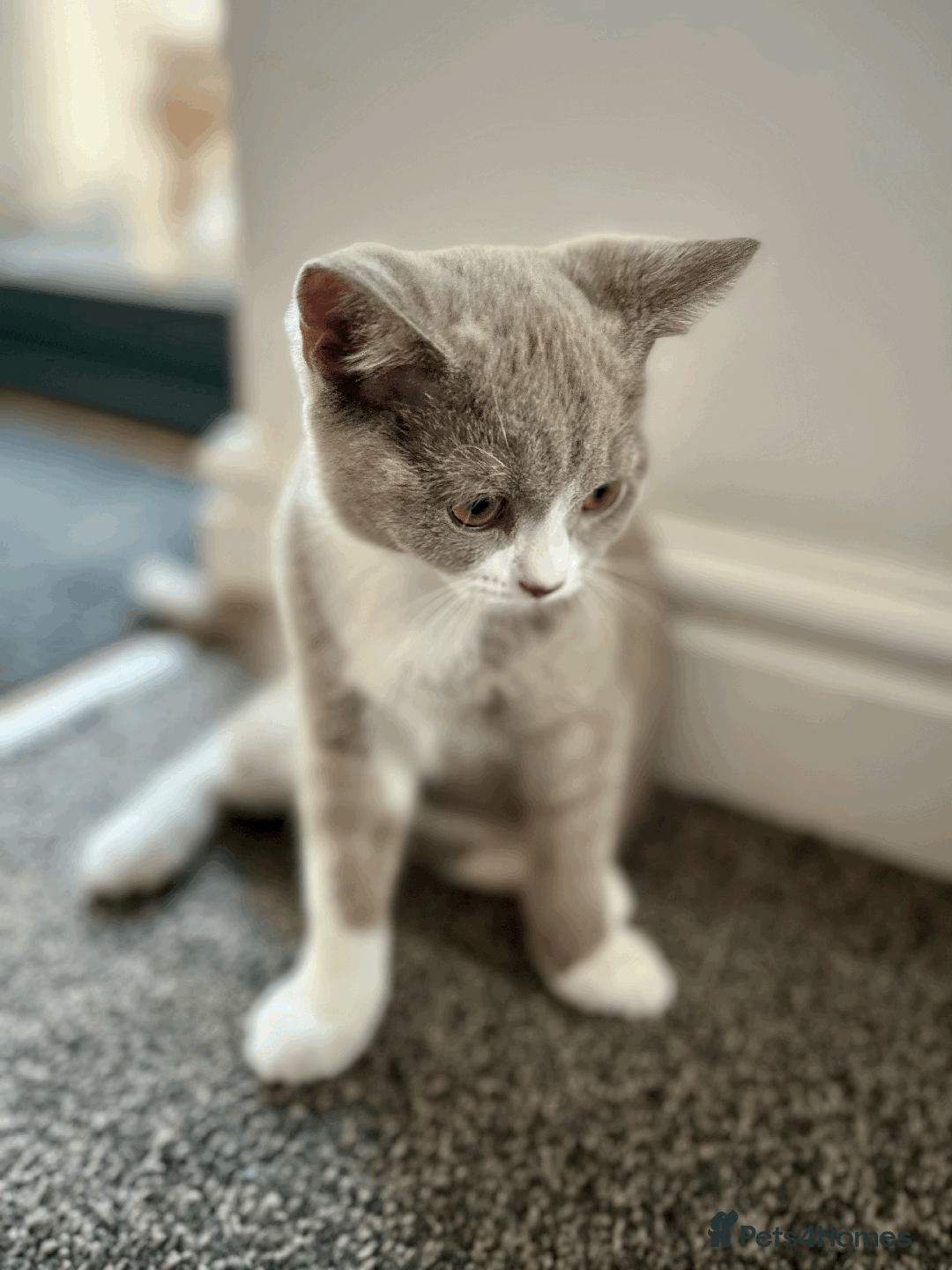 British Shorthair cats for sale: Male Lilac and white bicolour BSH  GCCF reg - Image 4