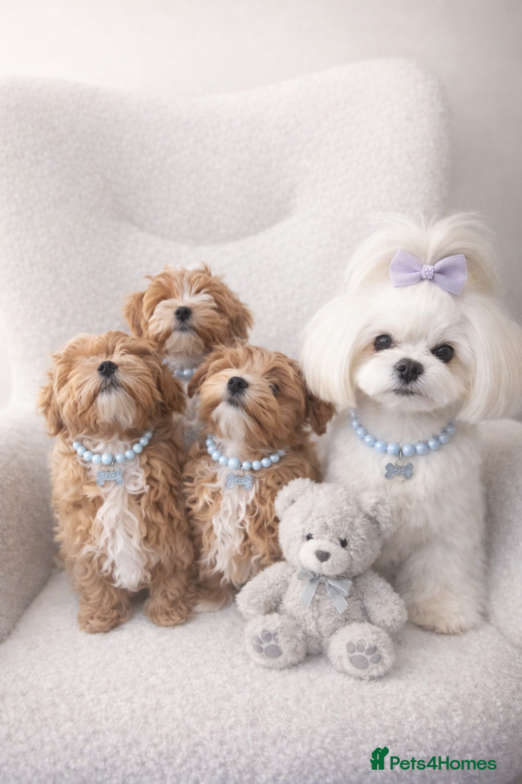 Maltipoo dogs Exclusive F1 Tiny Asian Maltipoo Puppies  - Advert 1