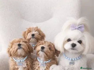 Maltipoo dogs Exclusive F1 Tiny Asian Maltipoo Puppies - Advert 3