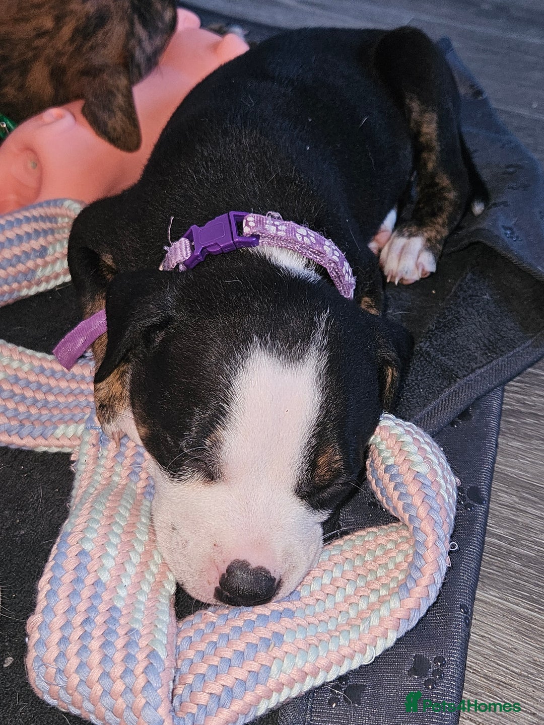 Mixed Breed dogs for sale: American Bulldog Cross Staffy puppies  - Image 3
