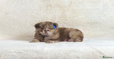 Chow Chow dogs Exotic colour pure chow chow puppies for sale  - Advert 10