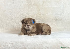 Chow Chow dogs Exotic colour pure chow chow puppies for sale - Advert 10