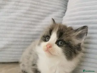 Mixed Breed cats Maine Coon X Ragdoll Kittens - Advert 1