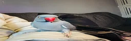 Ringnecks birds for sale: Indian Ringneck For Sale in Nottingham - Advert 2