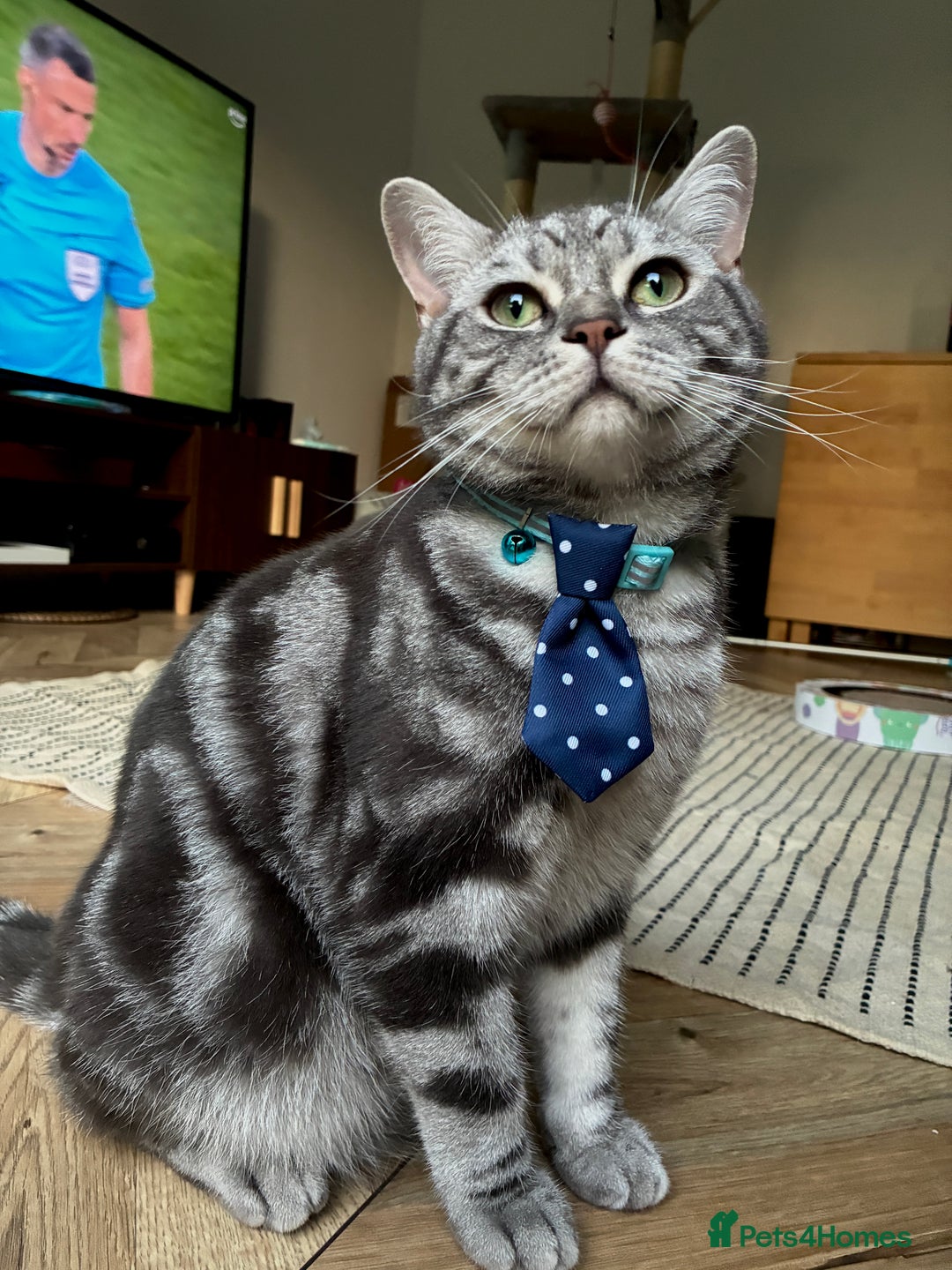British Shorthair cats for sale: British Shorthair Silver Tabby Pair  in Wakefield - Image 7