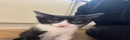 Domestic Shorthair cats for adoption: Bonded pair rescue kittens 10 weeks ready to go in Hook - Advert 9