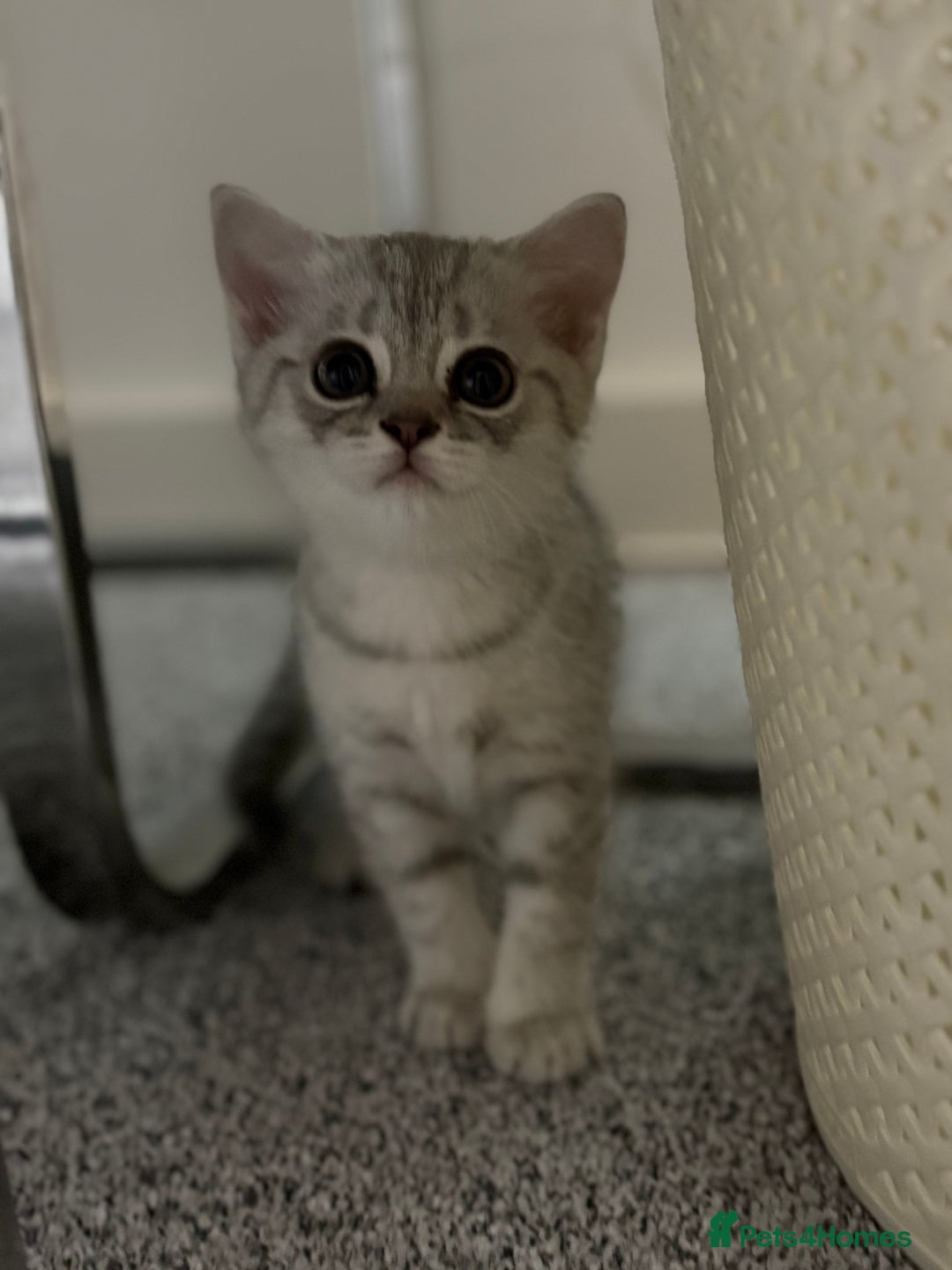 Scottish Fold cats for sale: Scottish fold kittens for sale - Advert 5