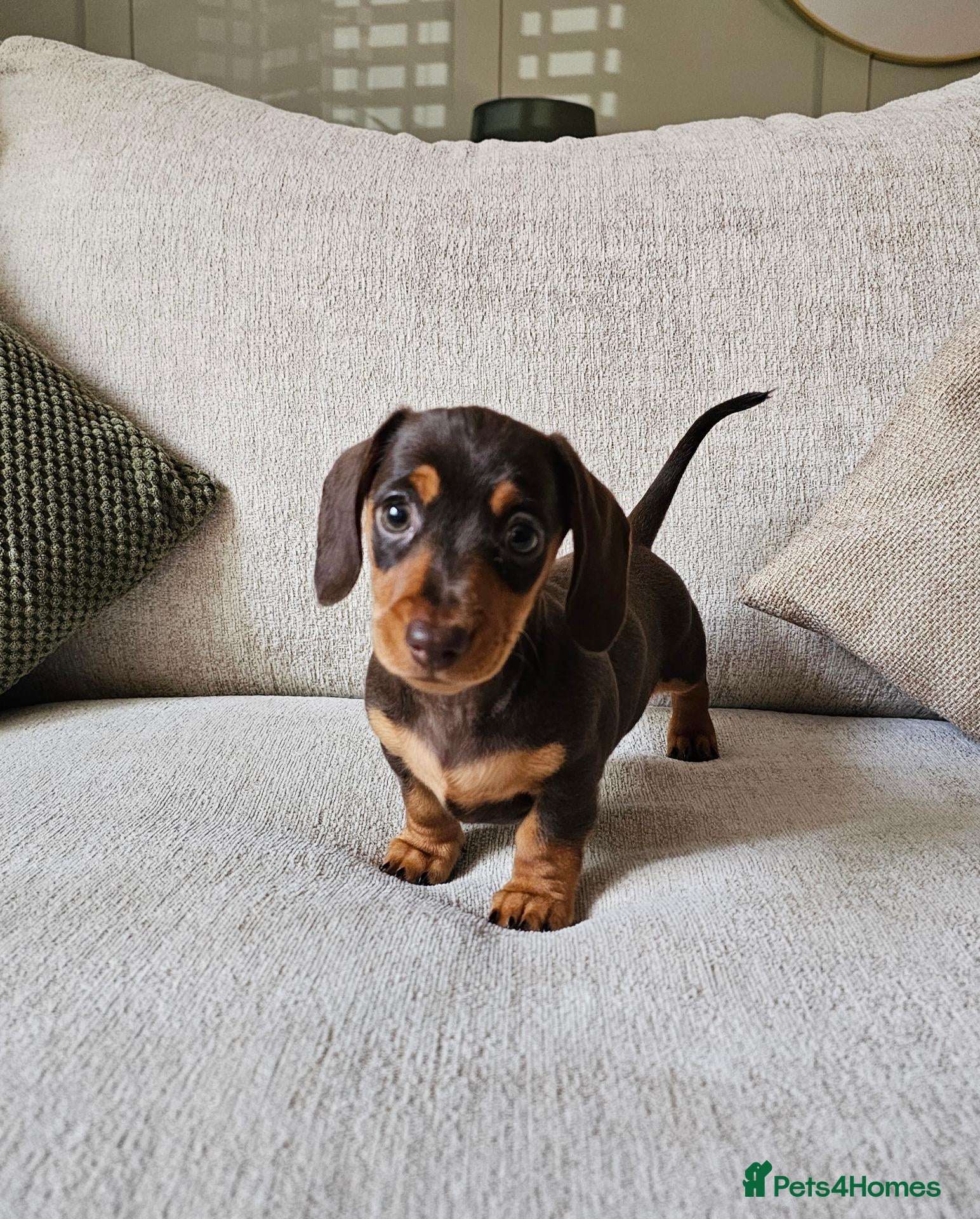 Miniature Dachshund dogs Female Miniature Dachshund Choc/Tan KC Reg Puppy - Advert 2
