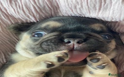 French Bulldog dogs for sale: Gorgeous French bulldog puppies 1 m & 1 f - Image 11