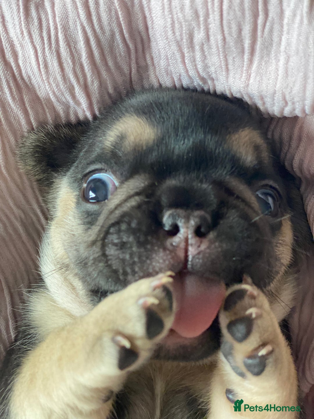 French Bulldog dogs for sale: Gorgeous French bulldog puppies 1 m & 1 f - Image 11