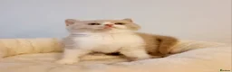 British Shorthair cats for sale: Beautiful British Shorthair Males & Females - Advert 24