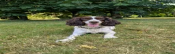 Cockapoo dogs for sale: F1 Standard Cocker Poodle Puppies  - Advert 11