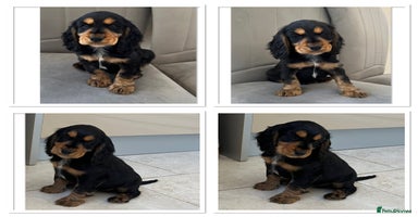 Cocker Spaniel dogs - Advert 4