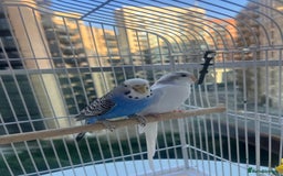 Budgerigars birds for sale: Birds - Image 5