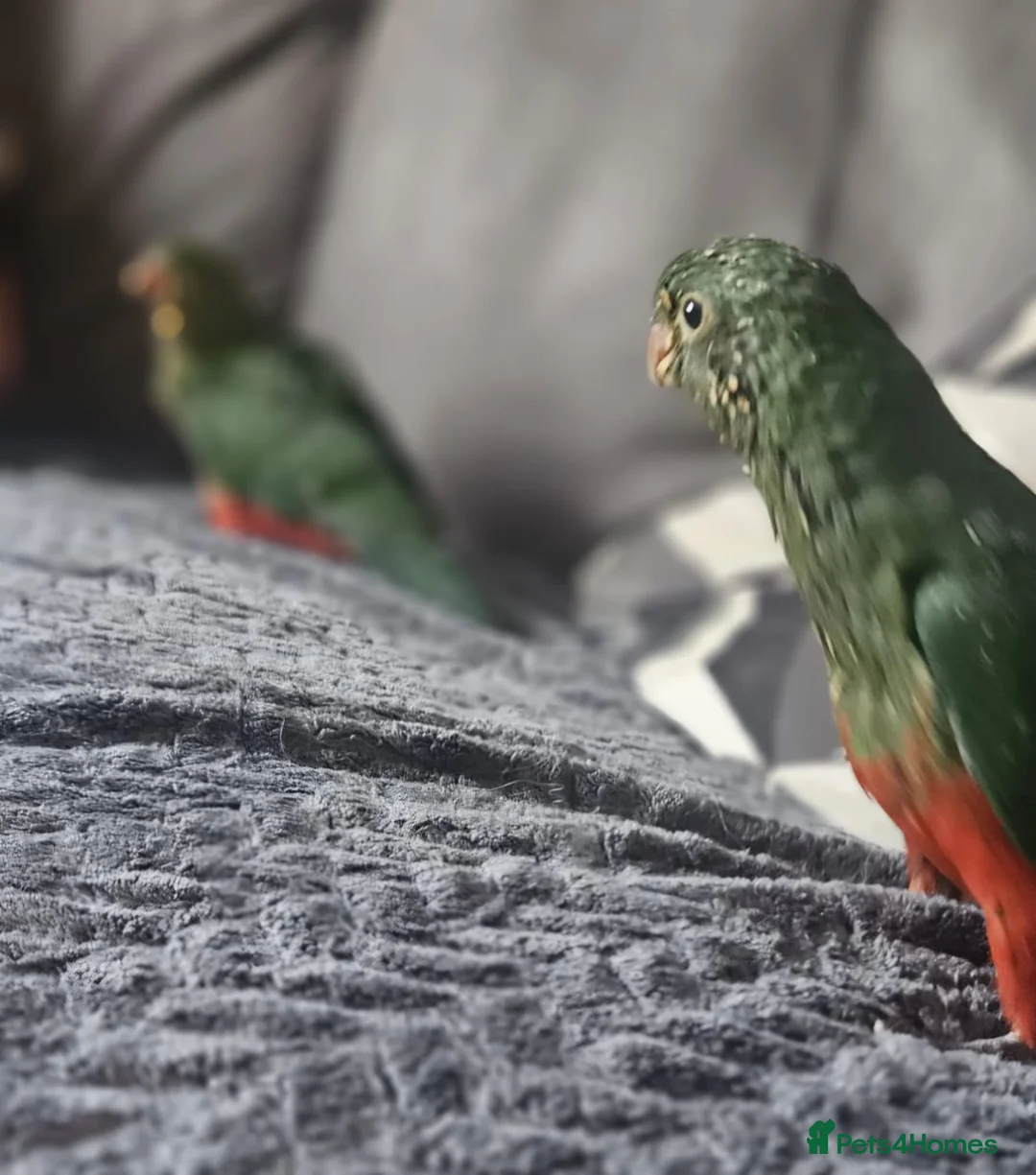 Parrots birds for sale: Handreared Australian King parrots  in Stoke-on-Trent - Advert 2