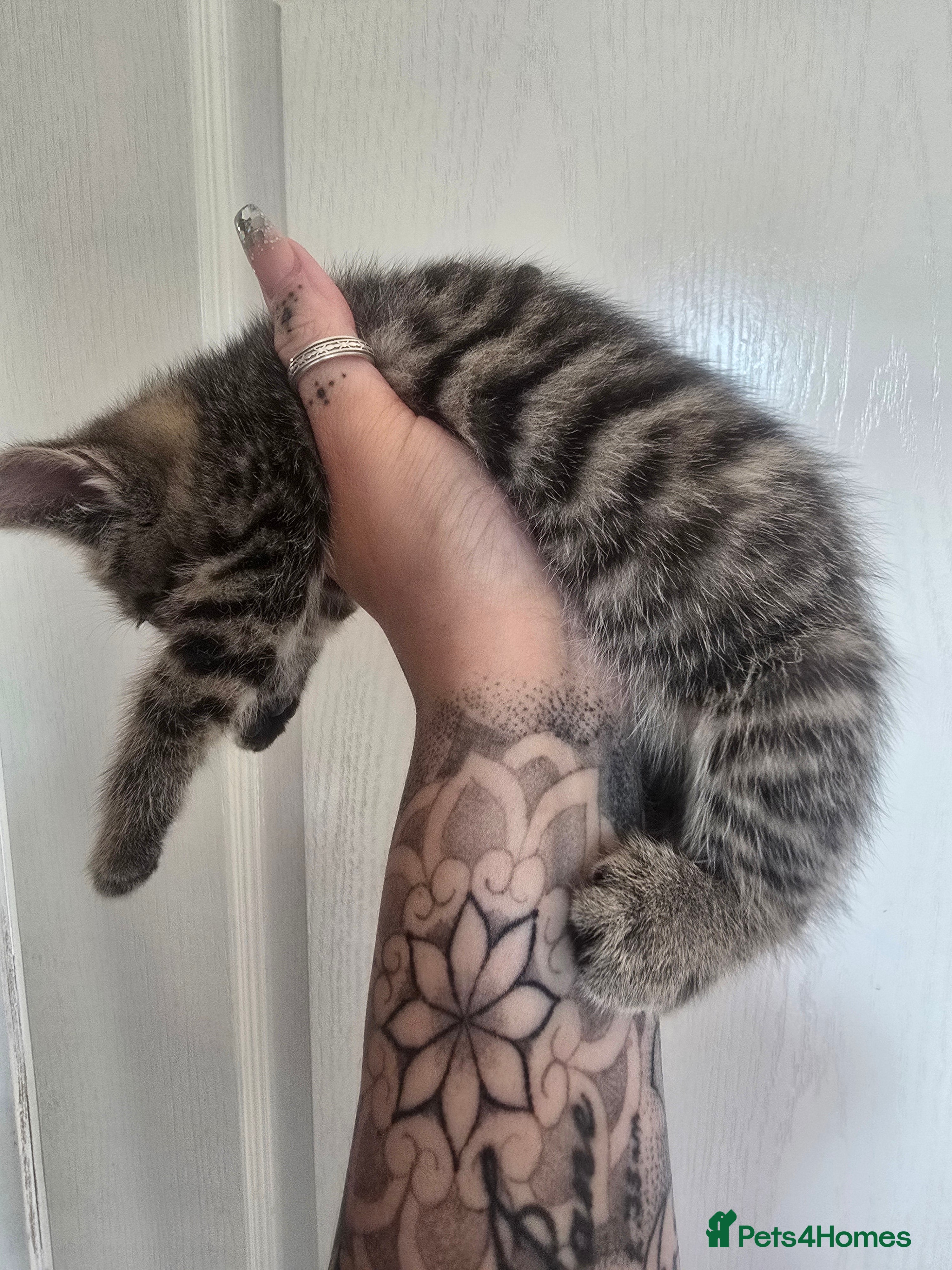 Mixed Breed cats for sale: 5 beautiful kittens looking for their forever home in Fleetwood - Advert 7