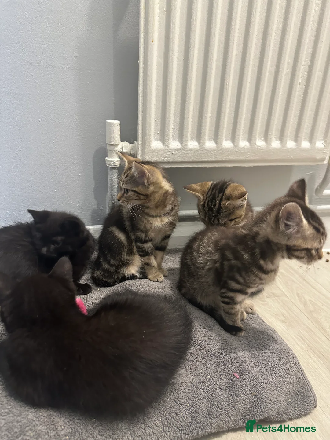 Maine Coon cats for sale: Maine coon cross Kittens 🐱  - Advert 9