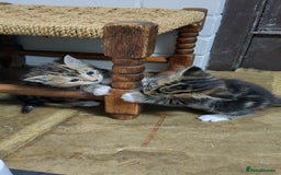 Bengal cats for sale: 4 Cute Tabby Kittens  - Image 16