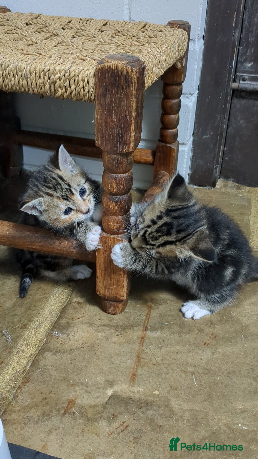 Bengal cats for sale: 4 Cute Tabby Kittens  - Image 16