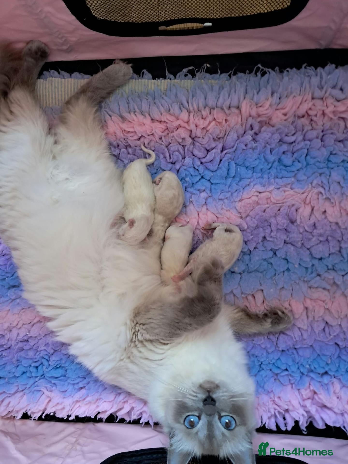 Ragdoll cats Beautiful GCCF registered Ragdoll kittens  - Advert 6
