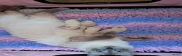 Ragdoll cats for sale: Beautiful GCCF registered Ragdoll kittens  - Advert 1