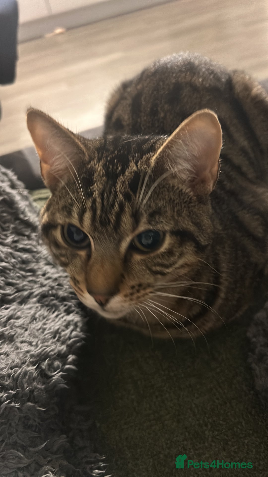 Mixed Breed cats for sale: 6 month old tabby kitten - Advert 2